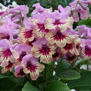 Image Credit: Dibleys Nurseries