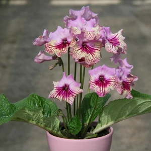 Image Credit: Dibleys Nurseries