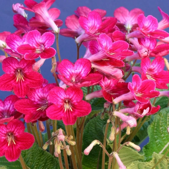 Image Credit: Dibleys Nurseries