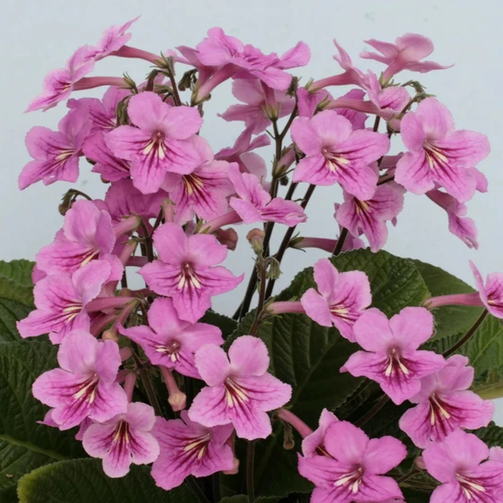 Image Credit: Dibleys Nurseries