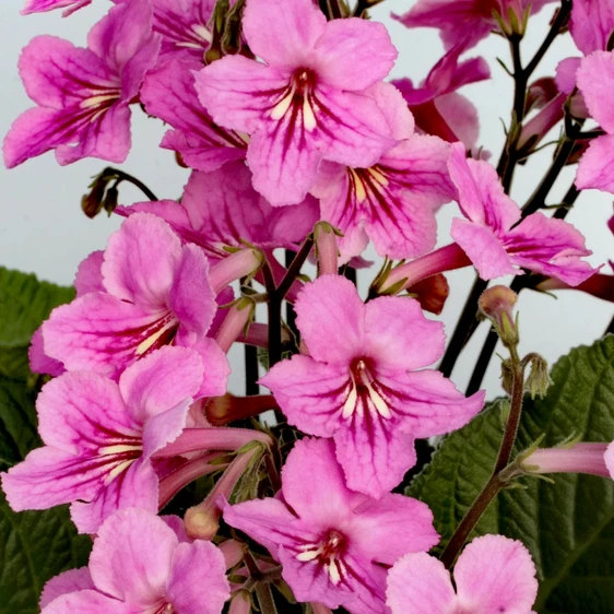 Image Credit: Dibleys Nurseries