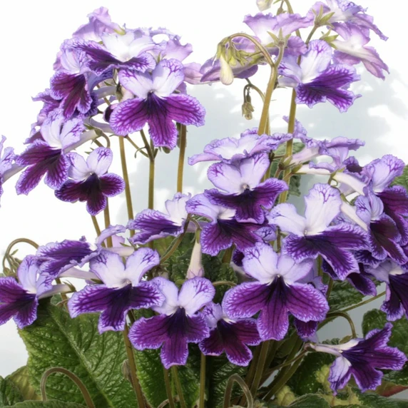 Image Credit: Dibleys Nurseries