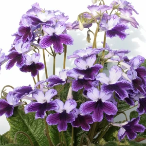 Image Credit: Dibleys Nurseries