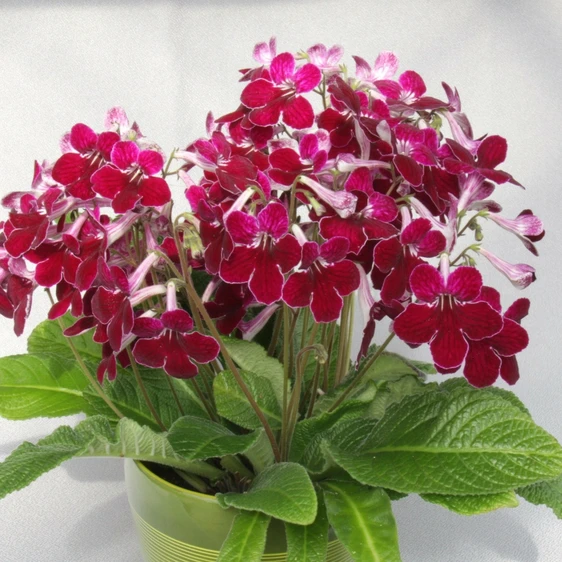 Image Credit: Dibleys Nurseries