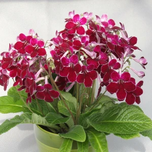 Image Credit: Dibleys Nurseries