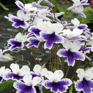 Image Credit: Dibleys Nurseries