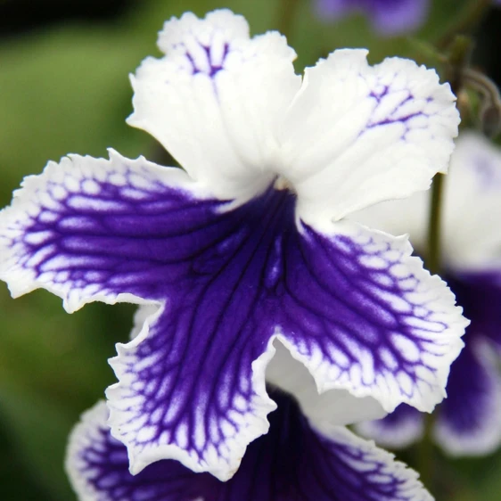 Image Credit: Dibleys Nurseries