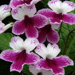 Image Credit: Dibleys Nurseries