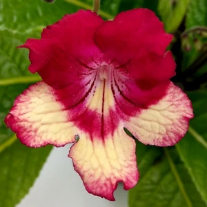 Streptocarpus 'Merlin' - image 1