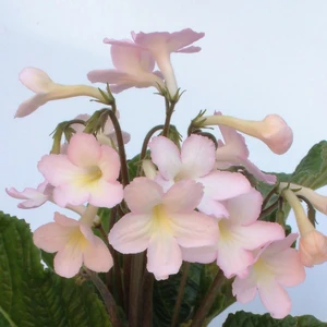 Image Credit: Dibleys Nurseries