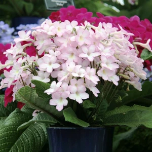 Image Credit: Dibleys Nurseries