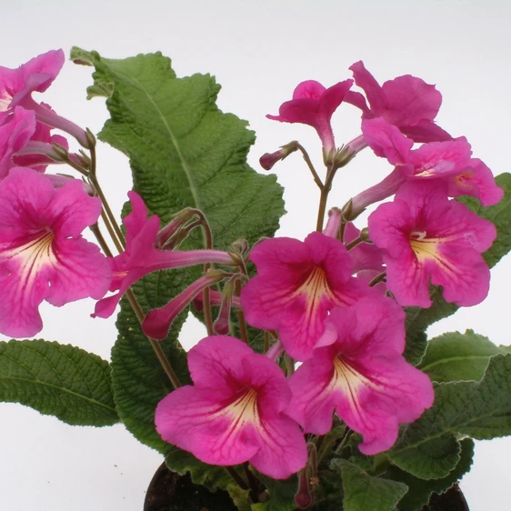 Image Credit: Dibleys Nurseries