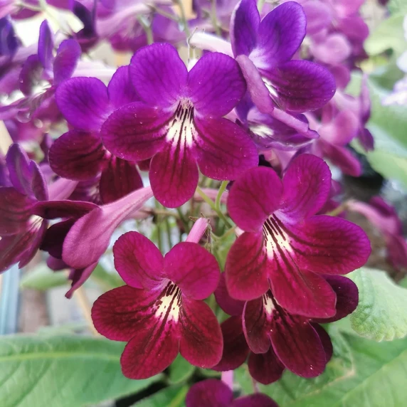 Image Credit: Dibleys Nurseries