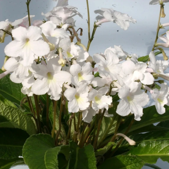 Image Credit: Dibleys Nurseries