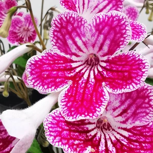 Image Credit: Dibleys Nurseries