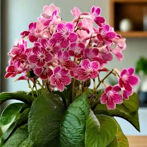 Image Credit: Dibleys Nurseries