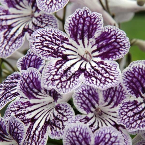 Image Credit: Dibleys Nurseries