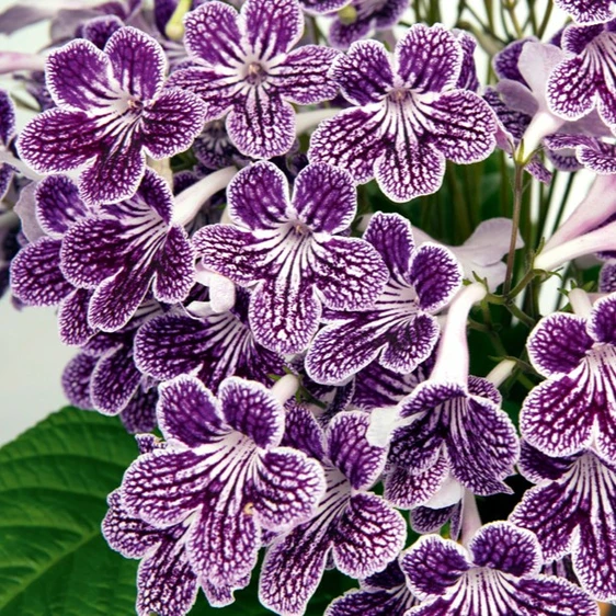 Image Credit: Dibleys Nurseries