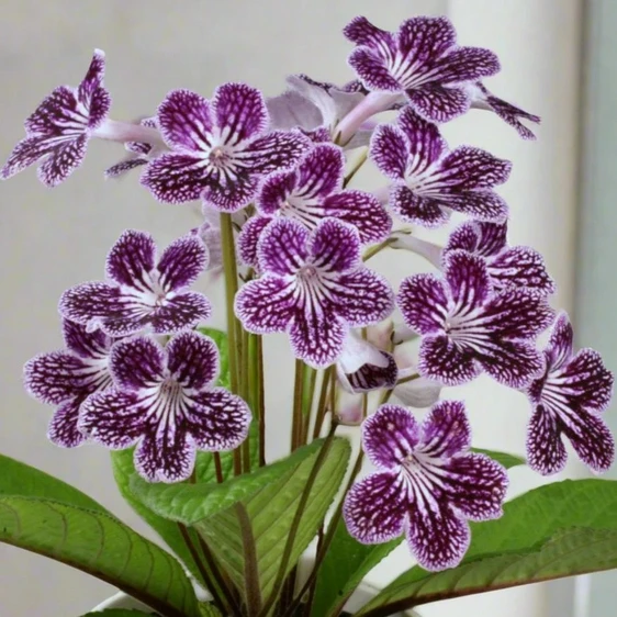 Image Credit: Dibleys Nurseries