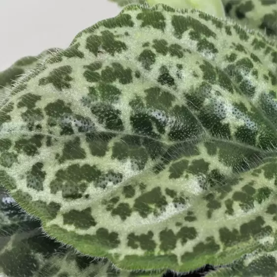 Streptocarpus 'Pretty Turtle' 17cm - image 2