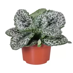 Streptocarpus 'Pretty Turtle' 13cm - image 2