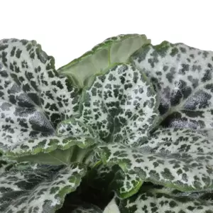 Streptocarpus 'Pretty Turtle' 13cm - image 2