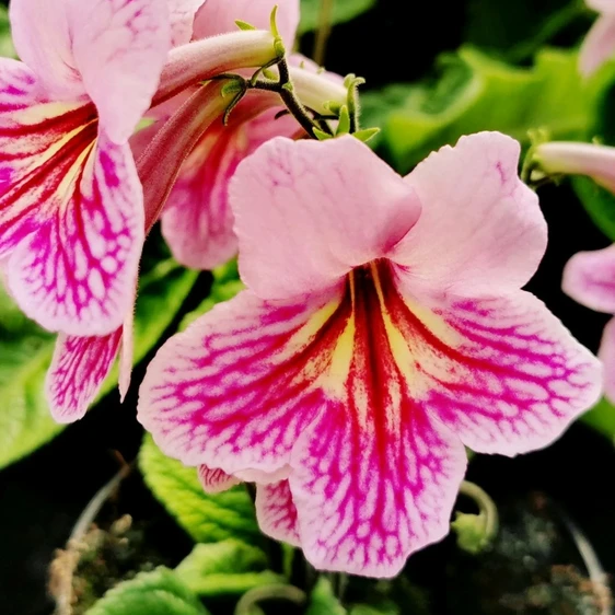 Image Credit: Dibleys Nurseries