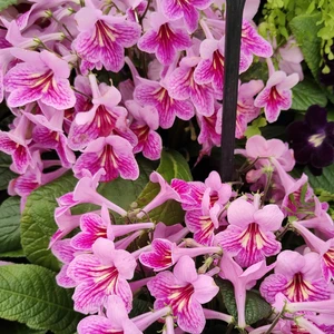Image Credit: Dibleys Nurseries
