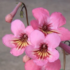 Image Credit: Dibleys Nurseries