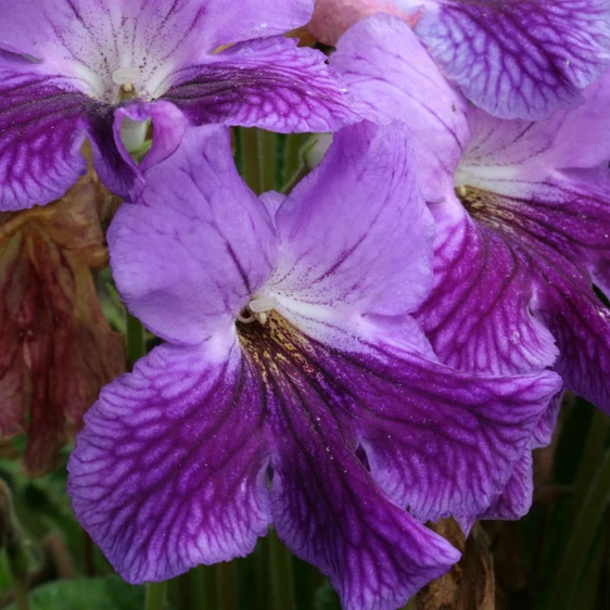 Image Credit: Dibleys Nurseries