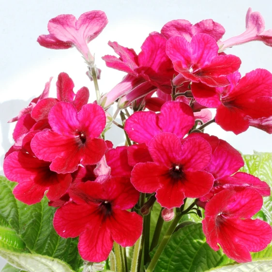 Image Credit: Dibleys Nurseries