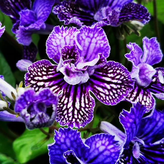 Image Credit: Dibleys Nurseries
