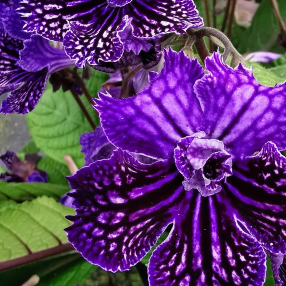 Streptocarpus 'Sirius' - NEW 2026 - image 2