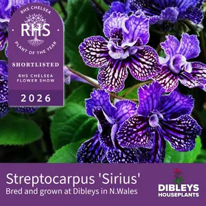 Streptocarpus 'Sirius' - NEW 2026 - image 3