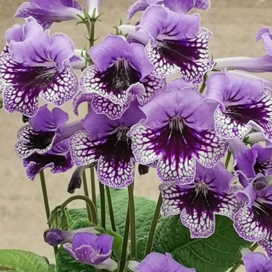 Image Credit: Dibleys Nurseries