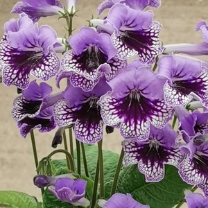 Image Credit: Dibleys Nurseries