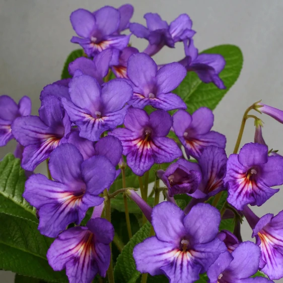 Image Credit: Dibleys Nurseries
