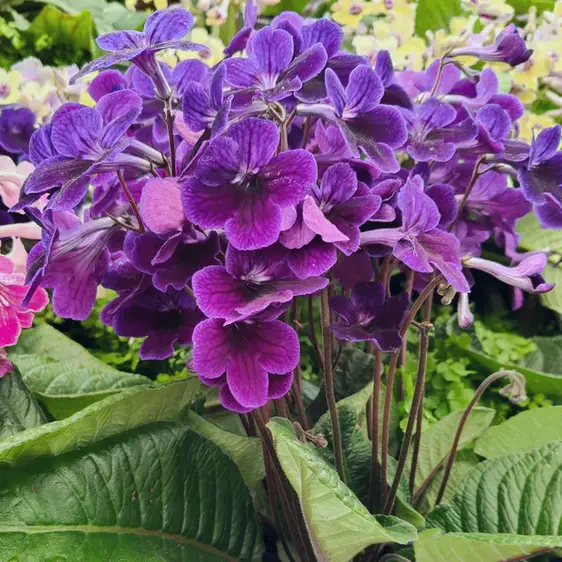 Image Credit: Dibleys Nurseries