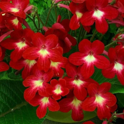 Image Credit: Dibleys Nurseries