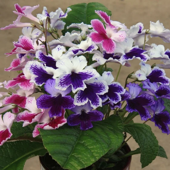 Image Credit: Dibleys Nurseries