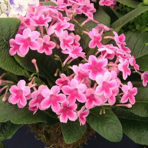 Image Credit: Dibleys Nurseries