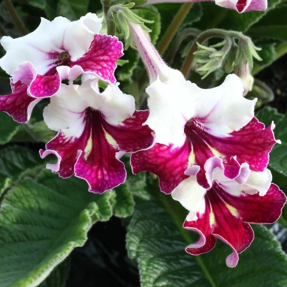Image Credit: Dibleys Nurseries