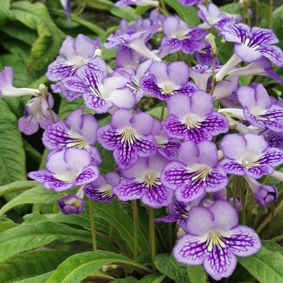 Image Credit: Dibleys Nurseries
