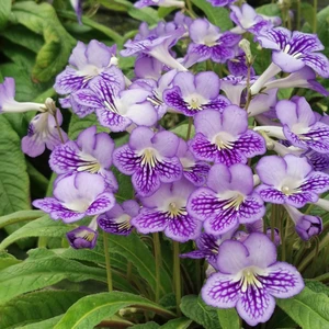 Image Credit: Dibleys Nurseries