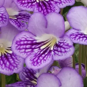 Image Credit: Dibleys Nurseries