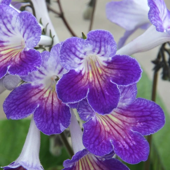Image Credit: Dibleys Nurseries