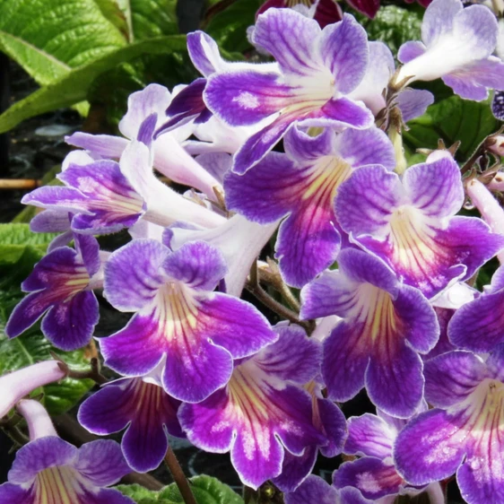 Image Credit: Dibleys Nurseries