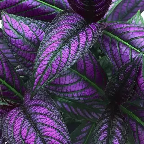 Strobilanthes dyerianus - Persian Shield 13cm