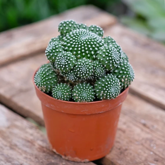 Sulcorebutia heliosoides