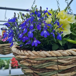 Summer Hanging Basket 12"